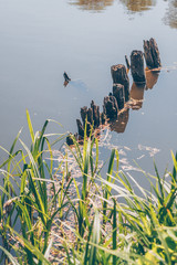 Old wooden piles in the lake
