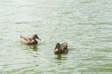 two ducks swimming on the water