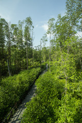 Fototapeta na wymiar board walk in the mangrove forest