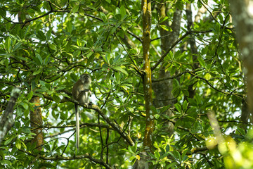 monkey in the mangrove forest