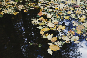 Autumn leaves floating on lake surface