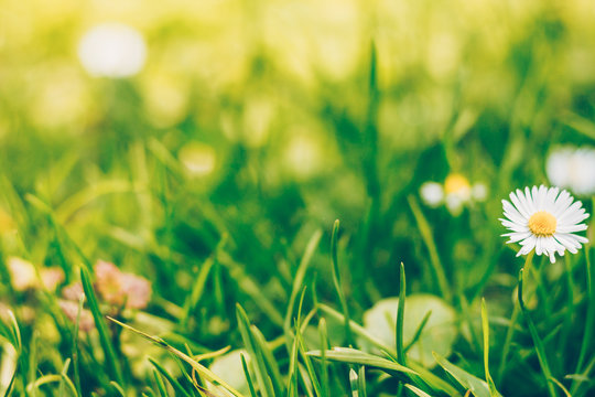 Solar lawn with white flowers