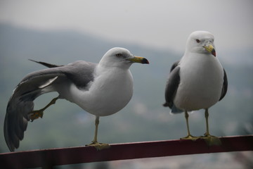  Two seagulls