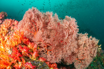 Fototapeta na wymiar A brightly colored, healthy tropical coral reef in the Mergui Archipelago, Myanmar