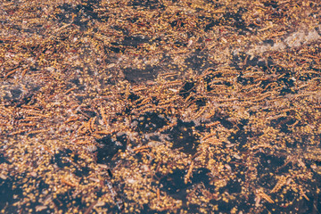 Dirty littered pond with a sticking old wooden pillar