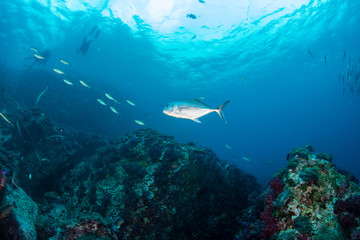 Fototapeta na wymiar Large Trevally swimming above a murky, tropical coral reef