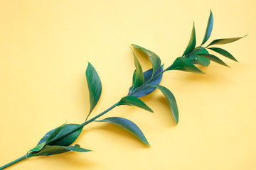minimalist Flat lay, yellow background, green branch