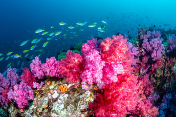 Naklejka na ściany i meble Beautiful, colorful but delicate soft corals on a tropical coral reef in Asia