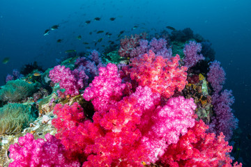 Fototapeta na wymiar Beautiful, colorful but delicate soft corals on a tropical coral reef in Asia