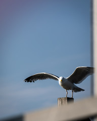 gull