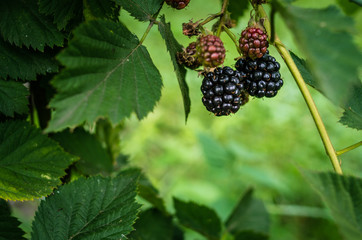 Ripe blackberries on the bush