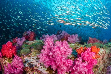 Fototapeten Riesige Mengen farbenfroher tropischer Fische schwimmen um ein wunderschönes Korallenriff © whitcomberd