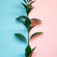 minimalist Flat lay, pastel colors, green branch on the pink blue background