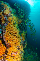 Fototapeta na wymiar A beautiful, colorful, healthy tropical coral reef system in Asia