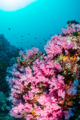 A beautiful, colorful, healthy tropical coral reef system in Asia