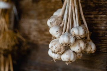 Bunch of garlic hanging on wooden old wall