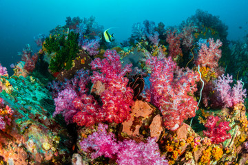 A beautiful, colorful, healthy tropical coral reef system in Asia