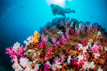 Fototapeta na wymiar SCUBA divers exploring a colorful, beautiful tropical coral reef system