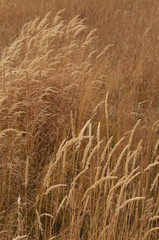 Golden Grass Blowing in the Wind, Closeup, Wheat