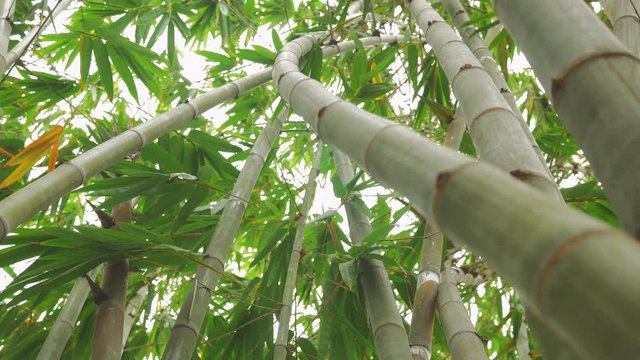 Bamboo in abundance in nature.