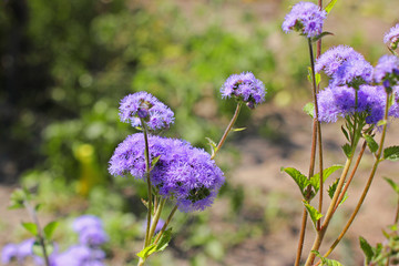 Blue flowers in the garden