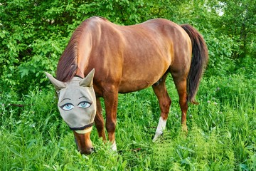 Naklejka na ściany i meble Horse in field wearing funny fly protection mask