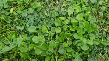 Background water hyacinth