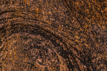 abstract wood background