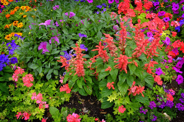 Detail of Flower Garden in Summer or Spring with Lush Blooms and Colorful Leaves