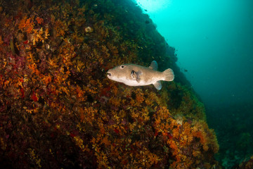 A small Puffer Fish on a colorful tropical coral reef © whitcomberd