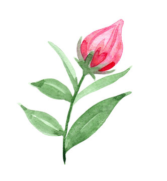 pink flower bud, watercolor hand drawn design element for polygraphy, card, wedding, poster etc.