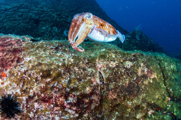 Fototapeta na wymiar Mating Pharaoh Cuttlefish on a dark tropical coral reef in Myanmar
