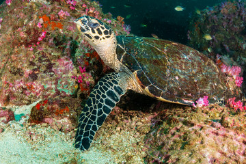 Naklejka na ściany i meble A hawksbill Sea Turtle on a dark, murky tropical coral reef in Myanmar