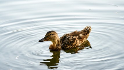 Portrait of a females of duck on the water