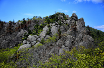Mountain forest nature