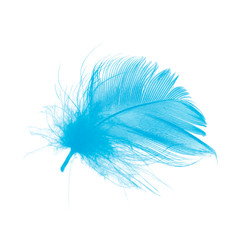 Beautiful Blue color trends feather isolated on white background 