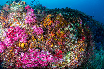 A beautiful, colorful coral pinnacle completely wrapped by a huge, abandoned fishing net