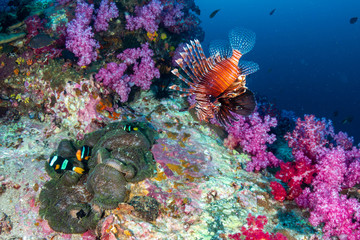 Colorful Lionfish patrolling a tropical coral reef at dusk