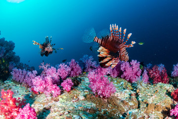 Colorful Lionfish patrolling a tropical coral reef at dusk