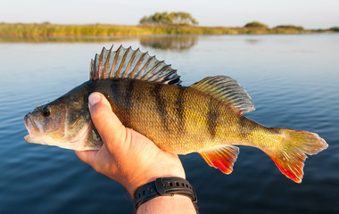 Perch fishing in the summer season