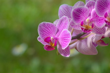Beautiful pink orchid close-up on green background