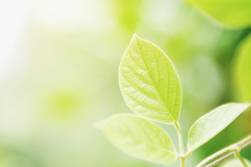Fototapeta na wymiar select focus green leaf on blur background and sunshine
