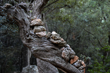alter Baum mit Steinen