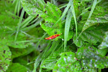 The breath of autumn. Fallen red leaf. Fell on green plants. Summer landscape. Foliage. Close up.