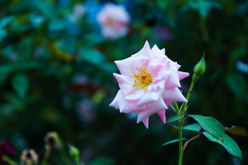pink rose it is beautiful in the garden