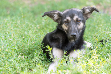 Portrait of a homeless dog mongrels