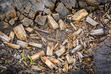 Small chips from the stump