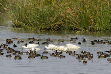 Spatule blanche,.Platalea leucorodia, Eurasian Spoonbill, Dendrocygne veuf,.Dendrocygna viduata,...