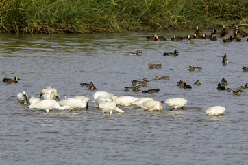 Spatule blanche,.Platalea leucorodia, Eurasian Spoonbill, Dendrocygne veuf,.Dendrocygna viduata,...