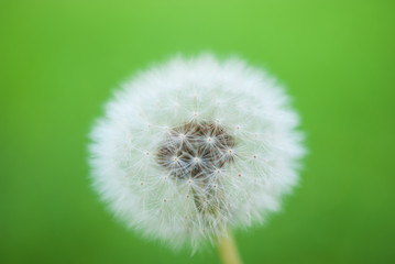  A dandelion flower on a background of green grass is ideal for a background